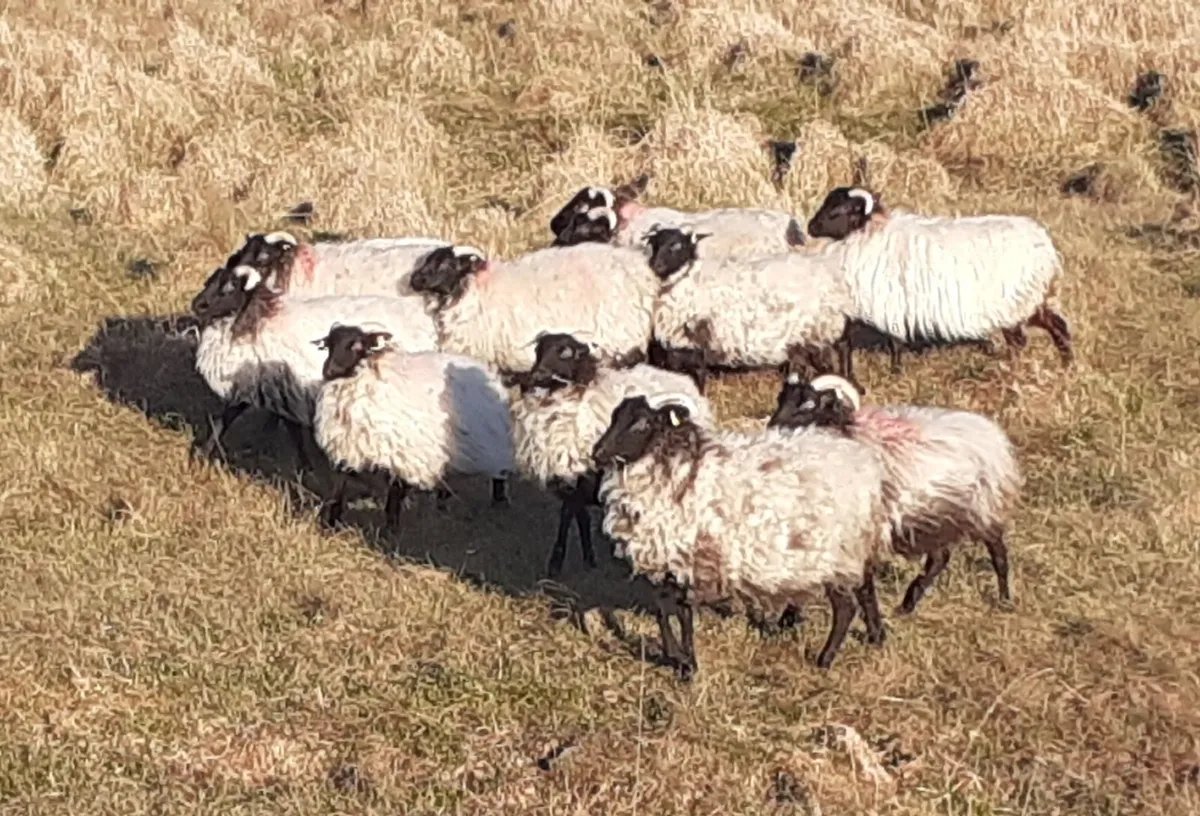 💥 💥Mayo/Connemara Blackface Mountain Hoggets💥💥 - Image 4