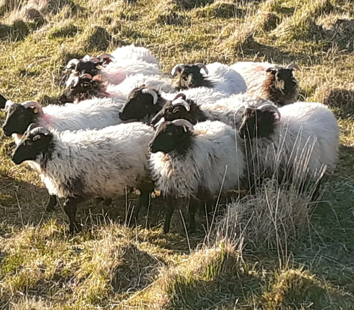 💥 💥Mayo/Connemara Blackface Mountain Hoggets💥💥 - Image 3