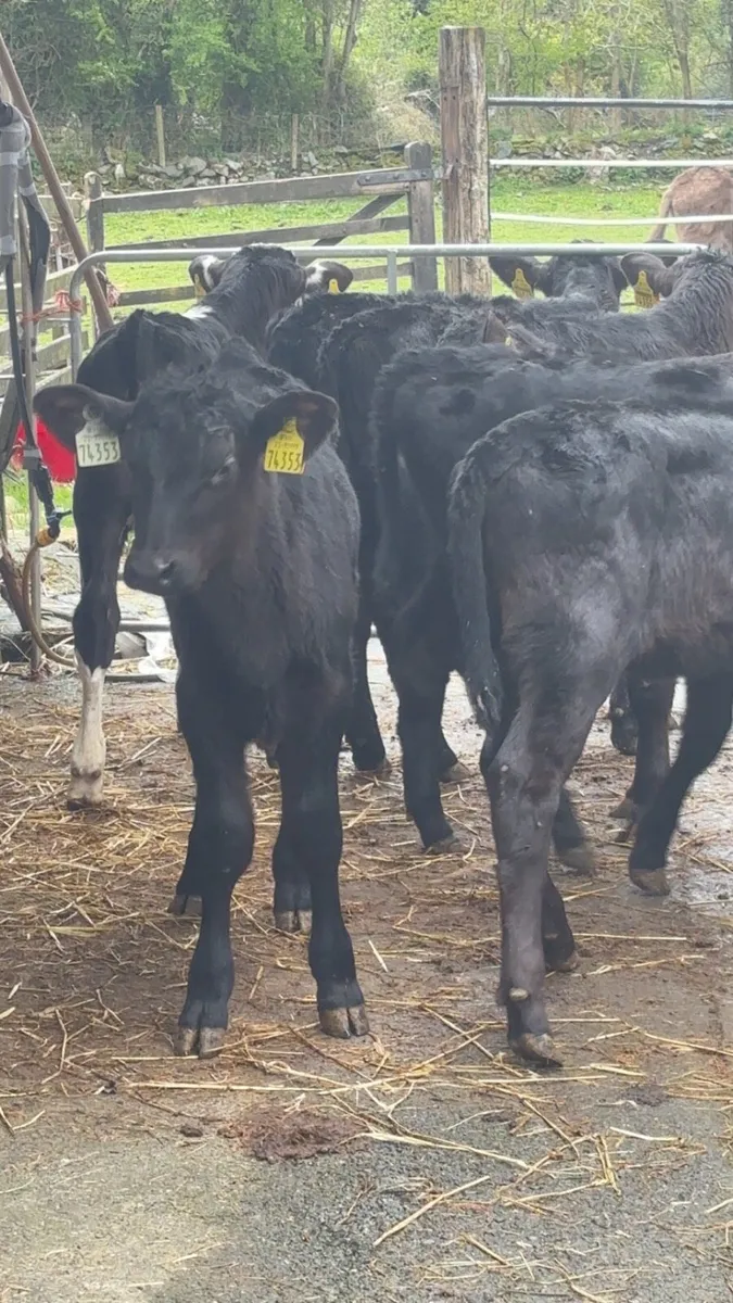 Once A Day Heifer Claves - Image 1