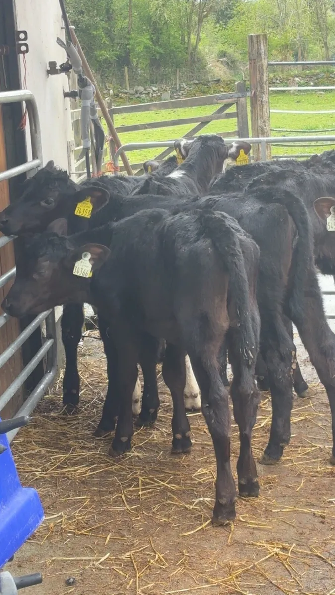 Once A Day Heifer Claves - Image 3