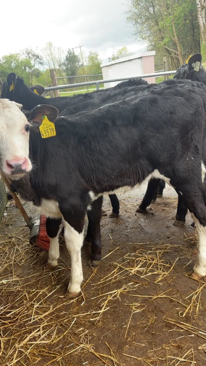 Once A Day Heifer Claves - Image 4
