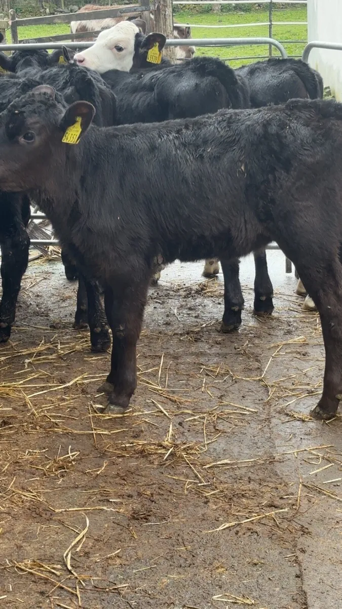 Once A Day Heifer Claves - Image 2