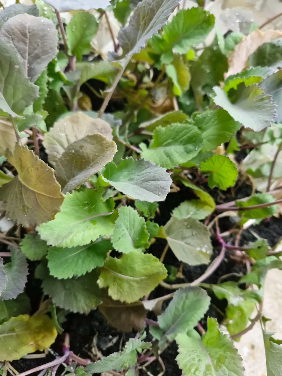 Cabbage plants