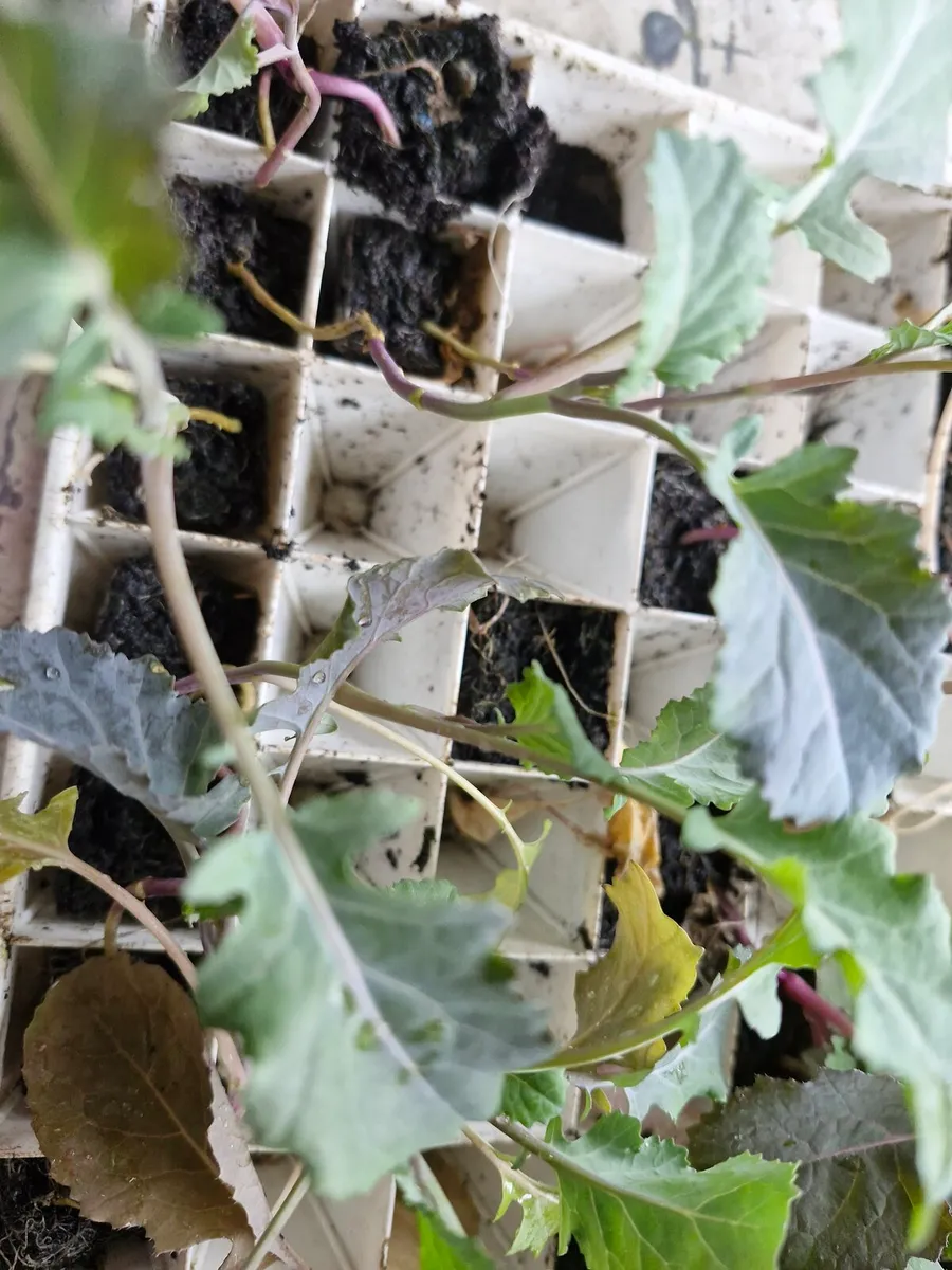 Brocolli plants