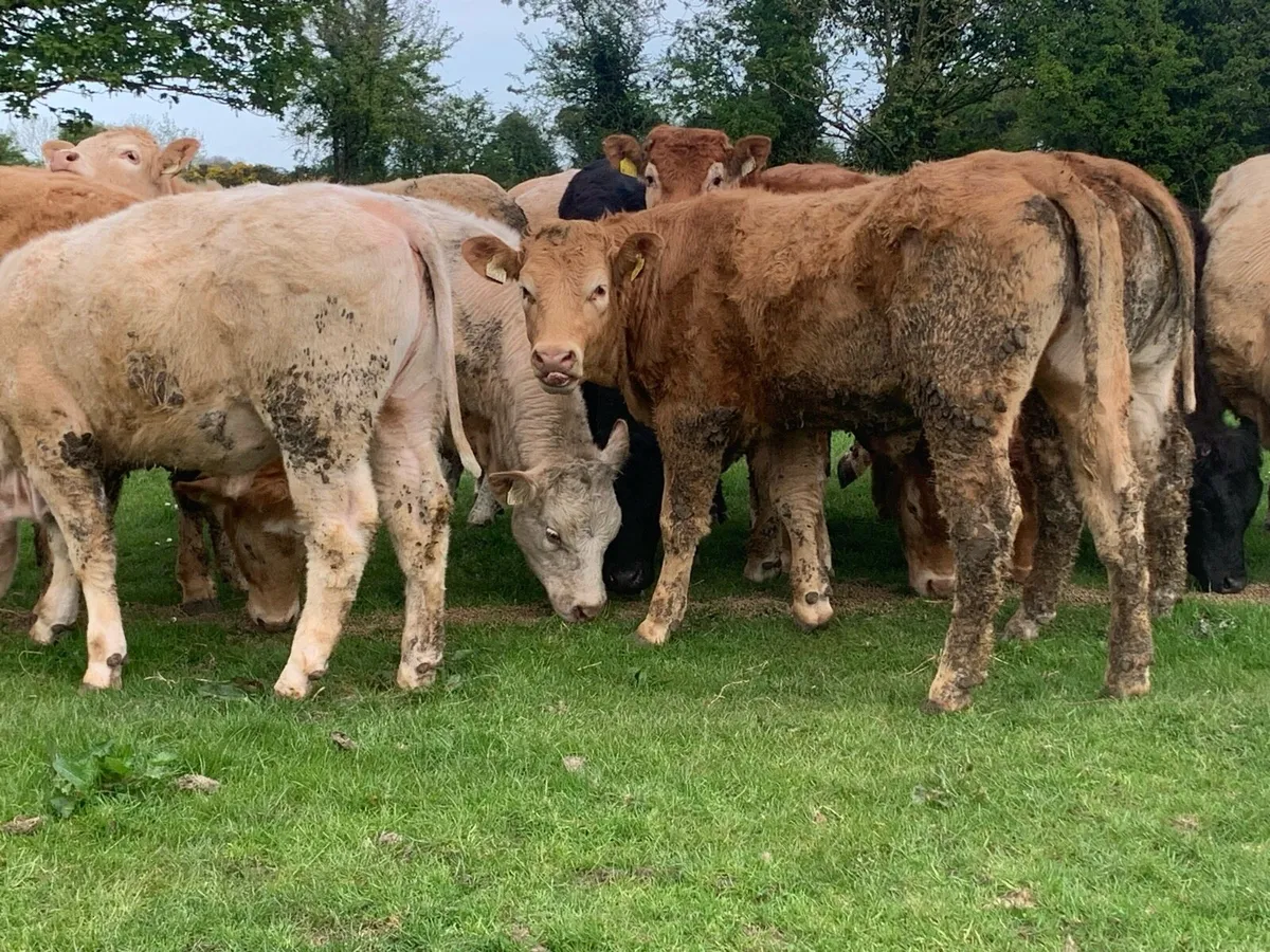 12 400kg 2025 born heifer off fresh tb test - Image 1