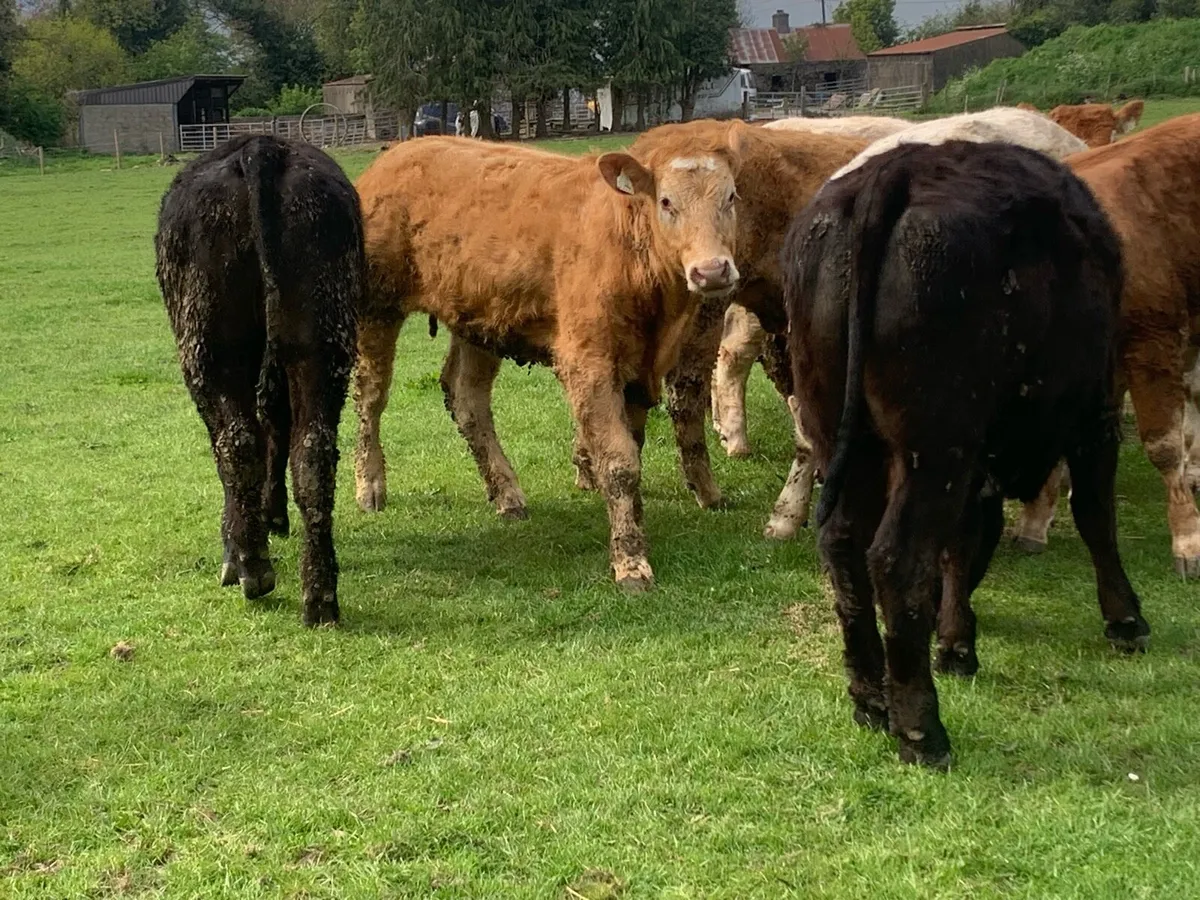 12 400kg 2025 born heifer off fresh tb test - Image 2