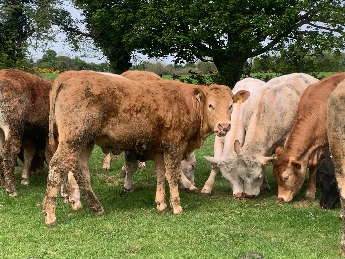12 400kg 2025 born heifer off fresh tb test - Image 4