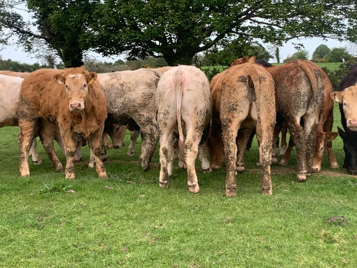 12 400kg 2025 born heifer off fresh tb test - Image 3