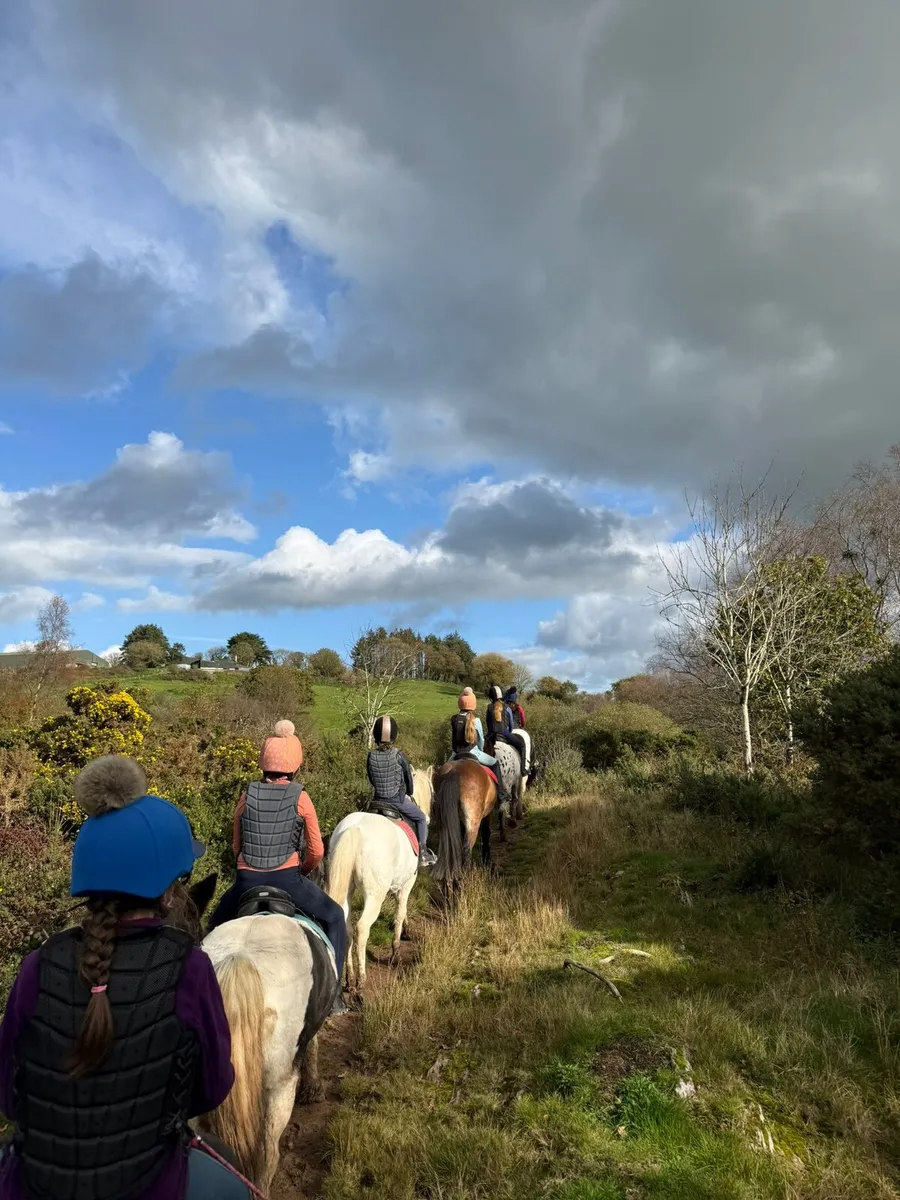 Livery yard and riding school - Image 4