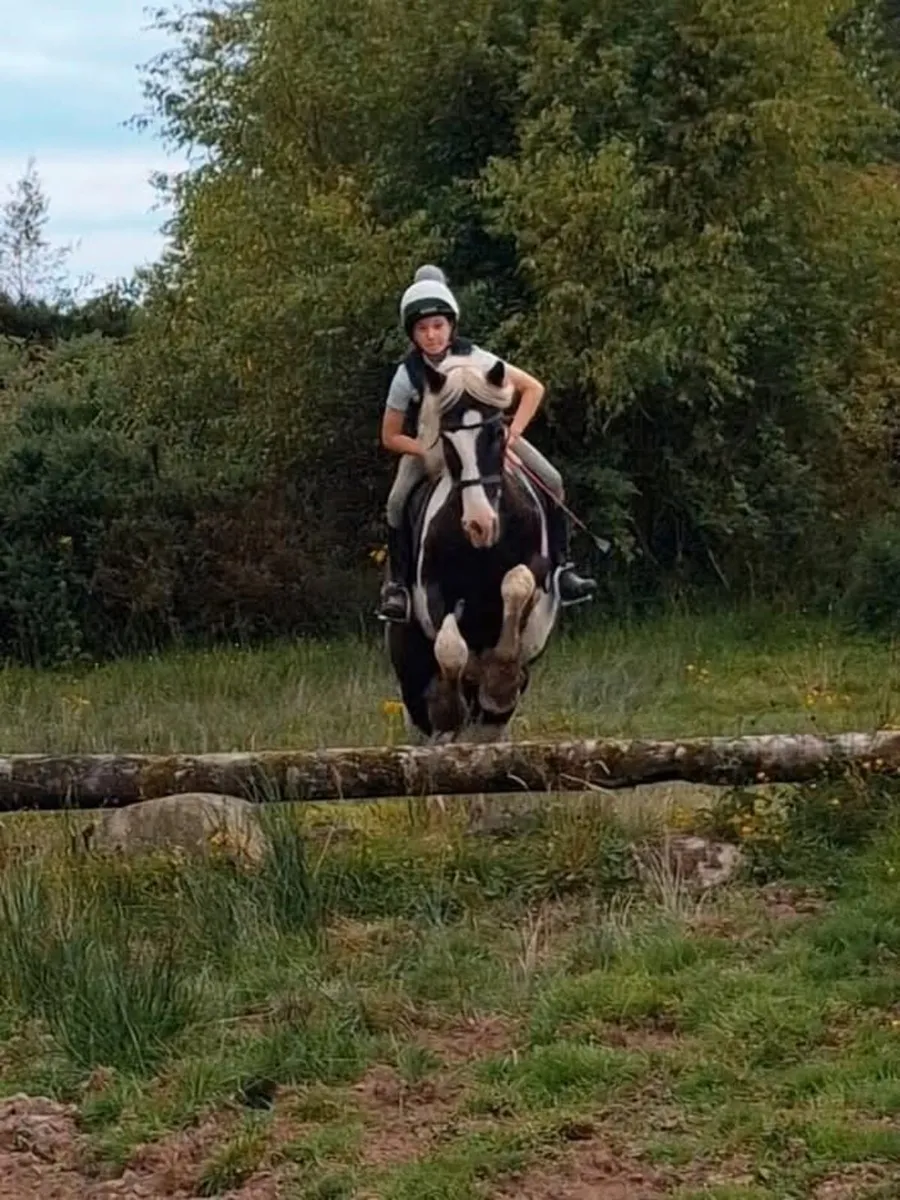 Livery yard and riding school - Image 1