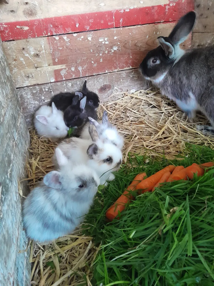 Fluffy bunnies - Image 1