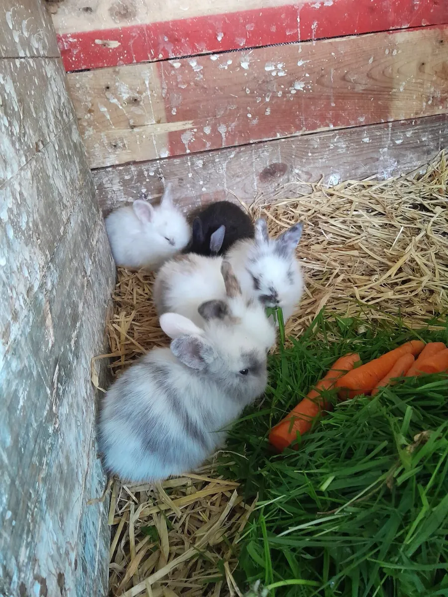 Fluffy bunnies - Image 2