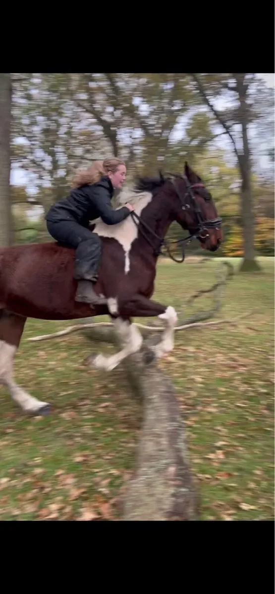 Horse - Image 4