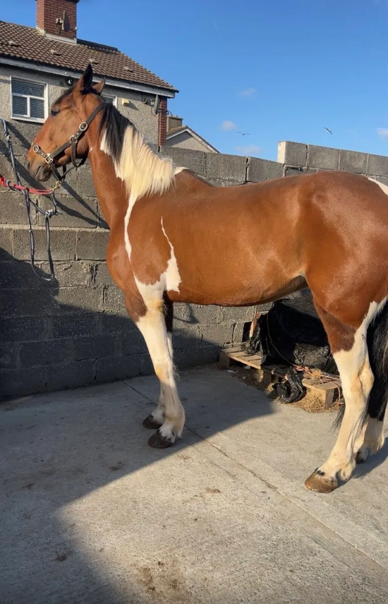 Horse - Image 1