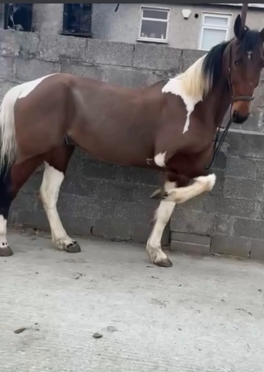 Horse - Image 2