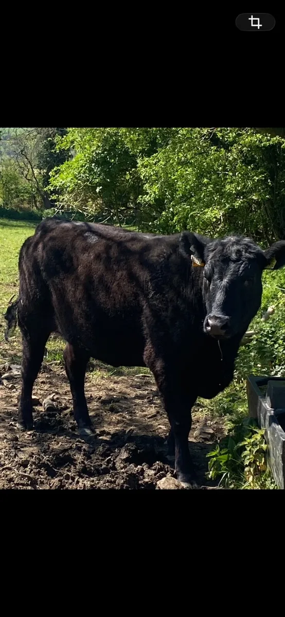 Livestock - Image 1