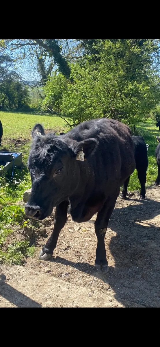 Livestock - Image 2