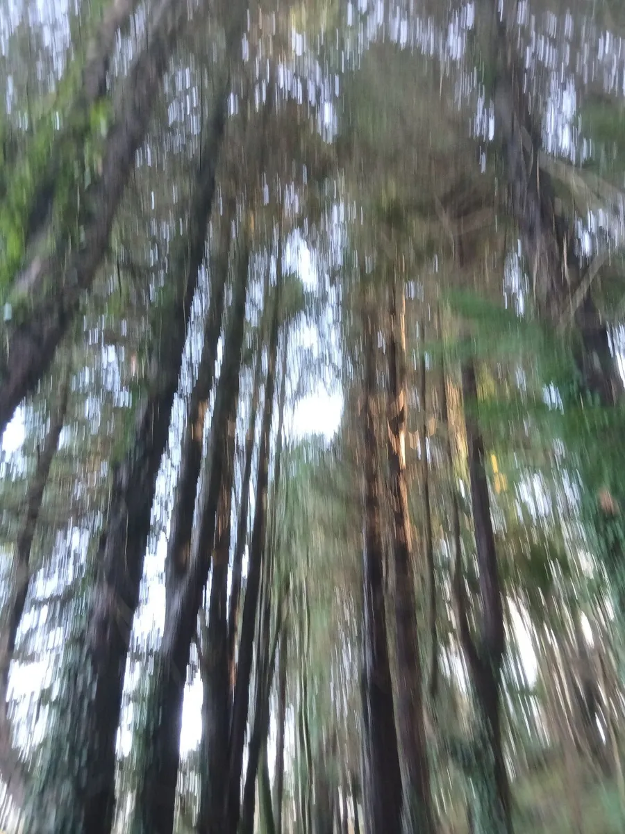 Trees - Image 1