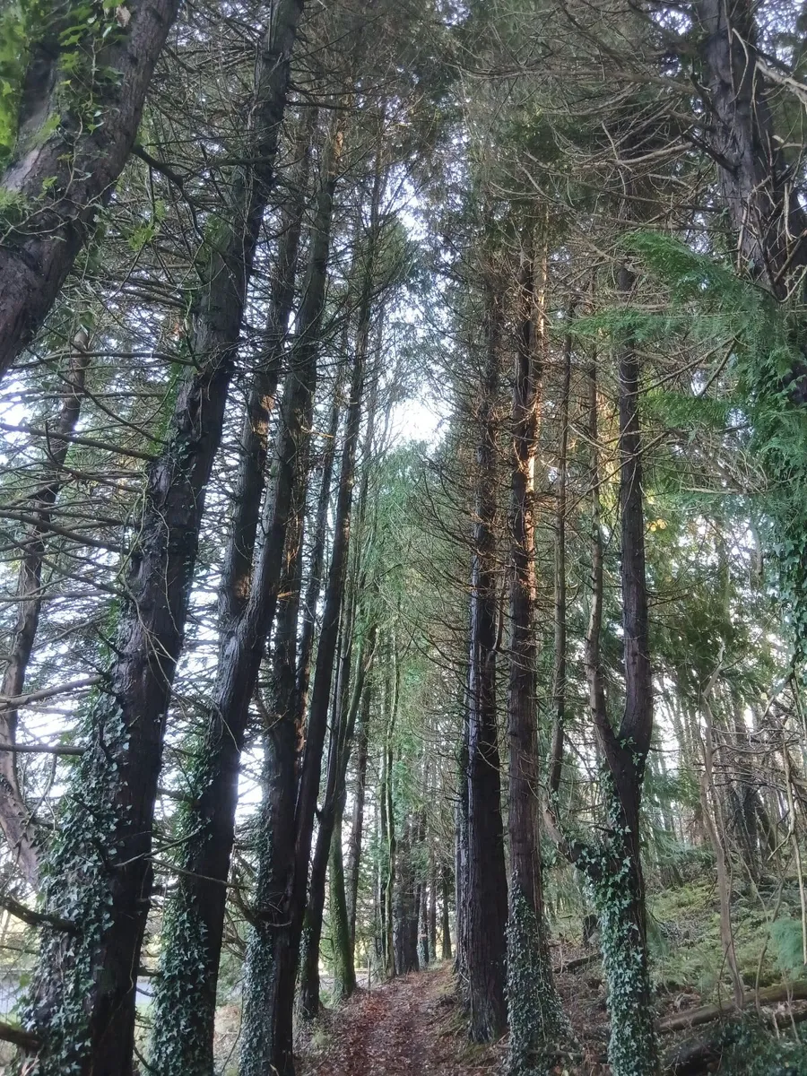 Trees - Image 3