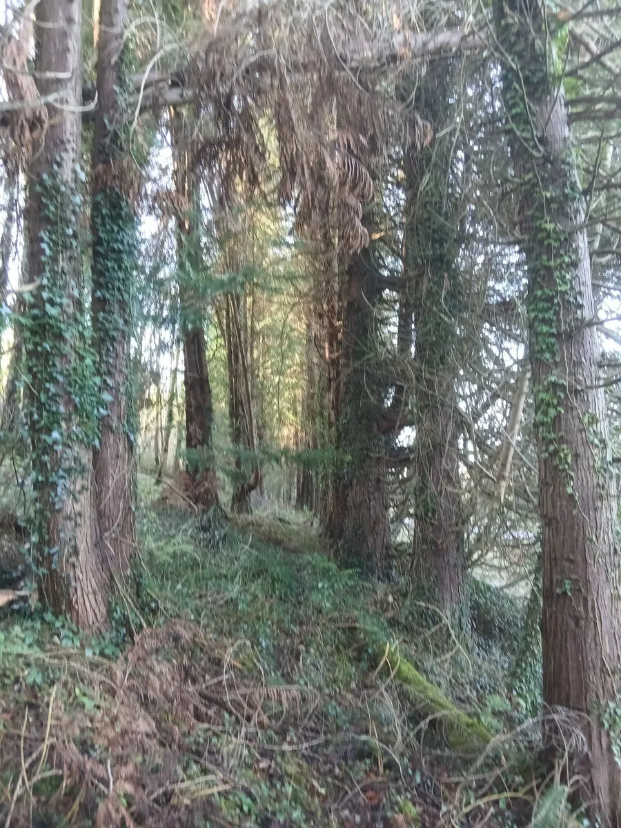 Trees - Image 2