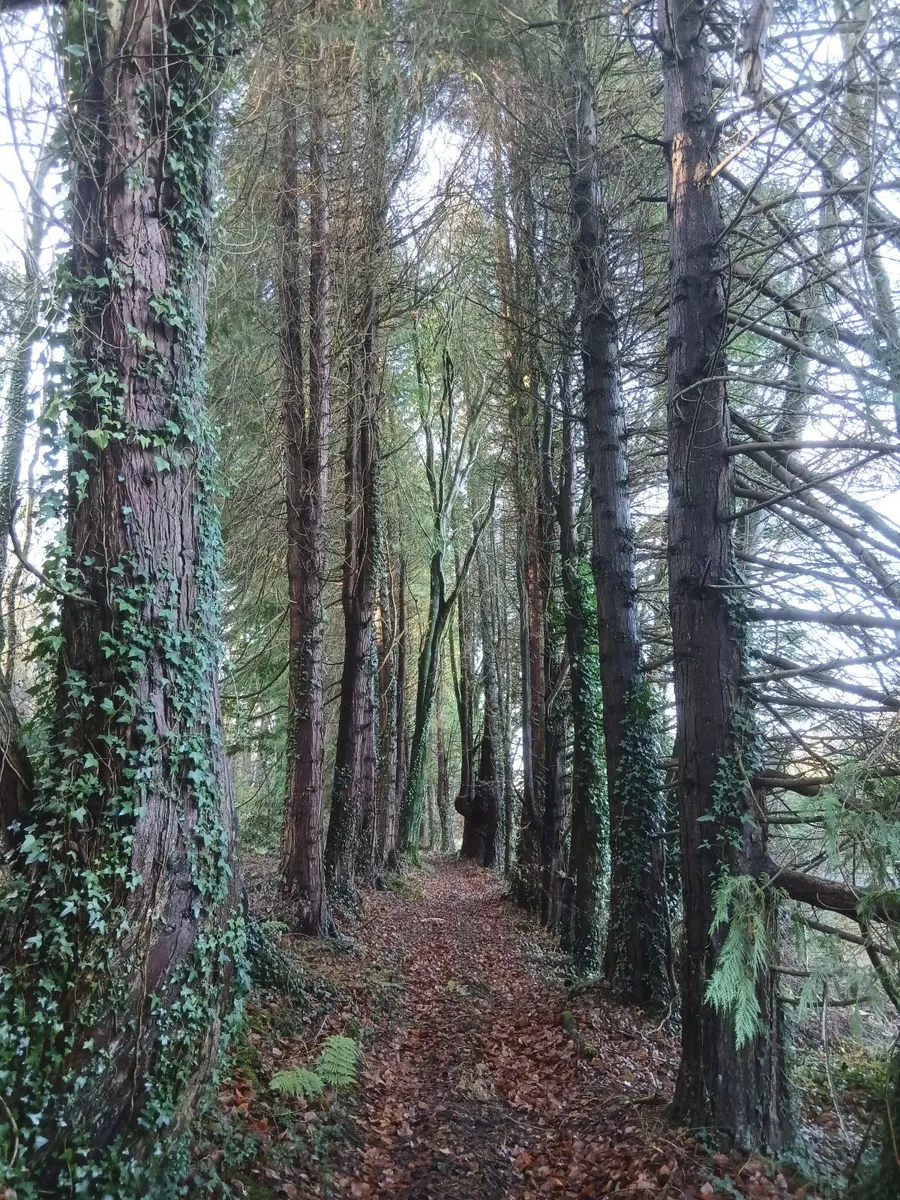 Trees - Image 4