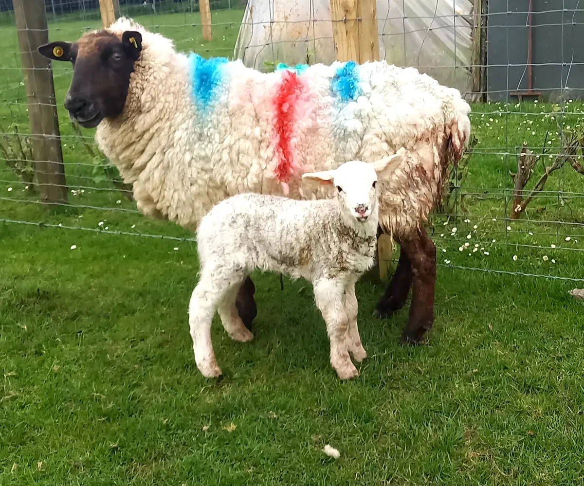 SUFFOLK    EWE  WITH   LAMB