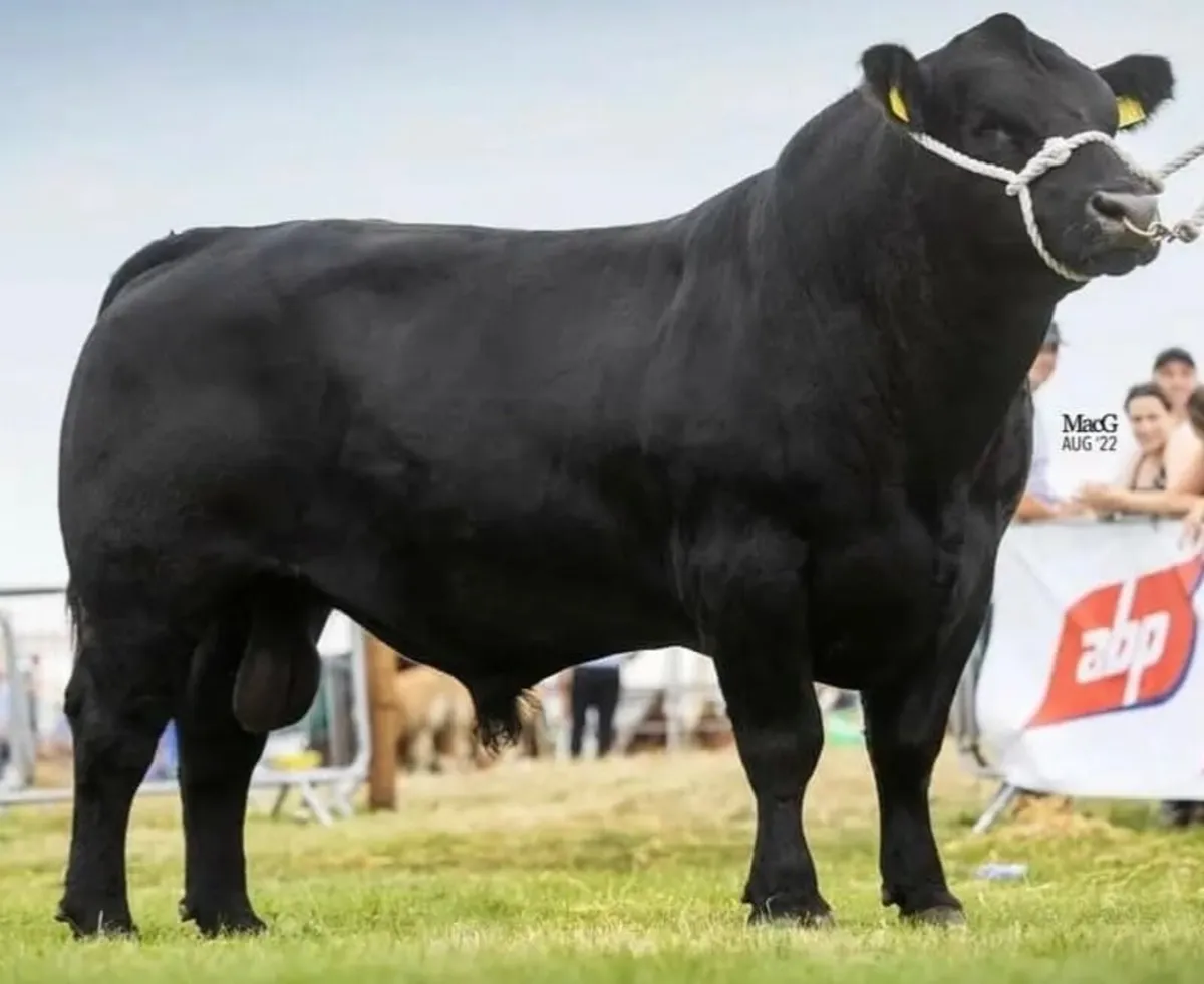Angus Bull - Image 3