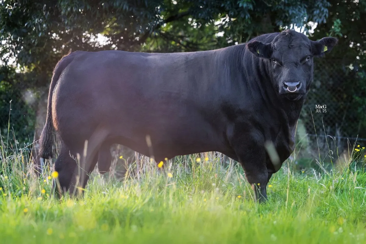Angus Bull - Image 2