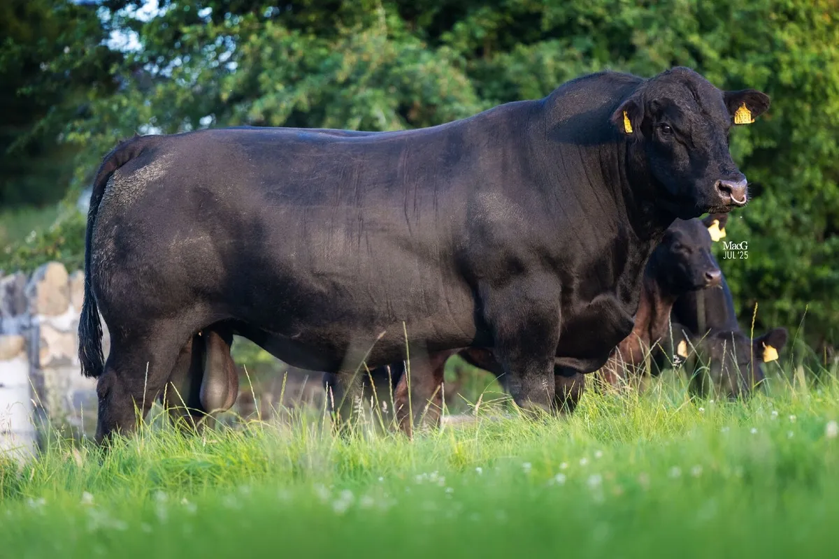 Angus Bull - Image 4