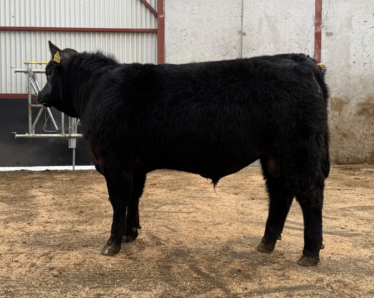 Angus Bull - Image 1