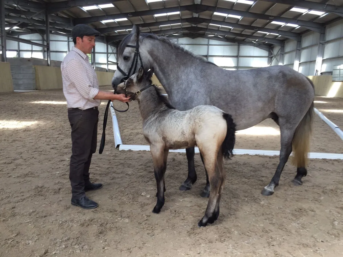 4yr old unbroken Dun 145cms - Image 4