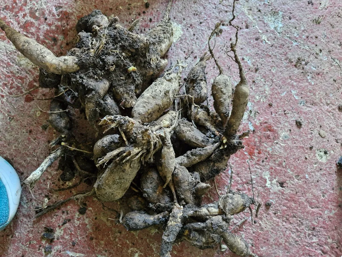 Dahilla tubers - Image 2