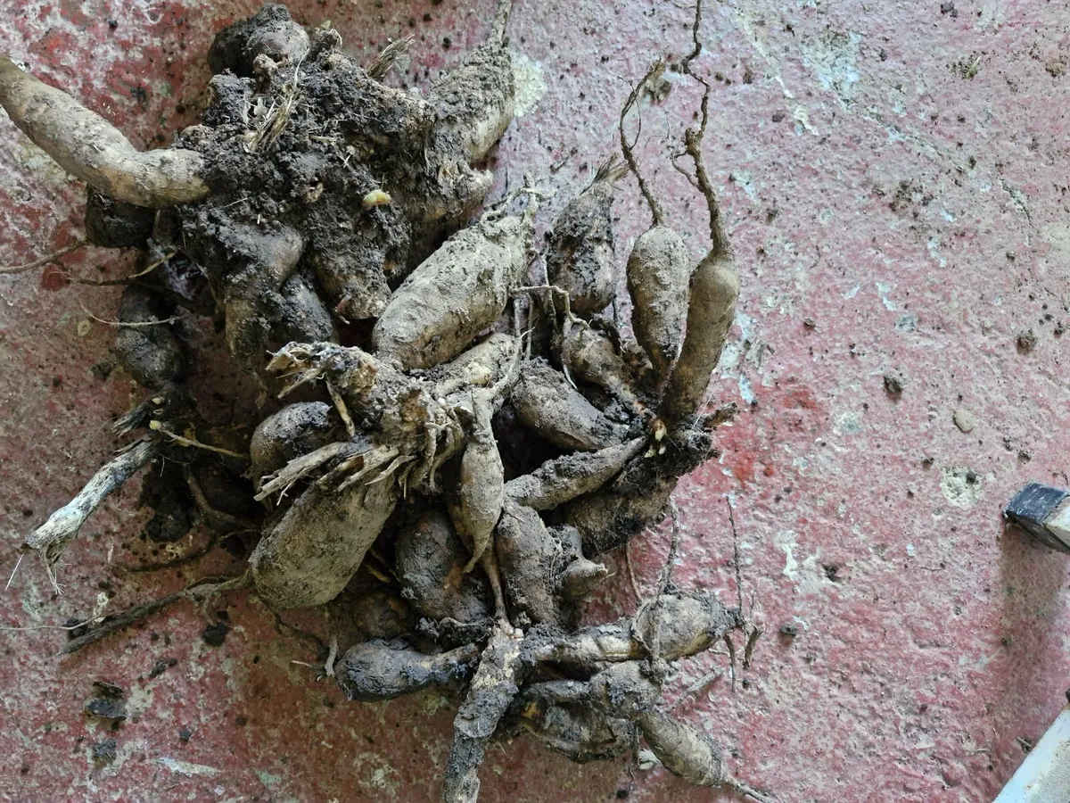 Dahilla tubers - Image 3