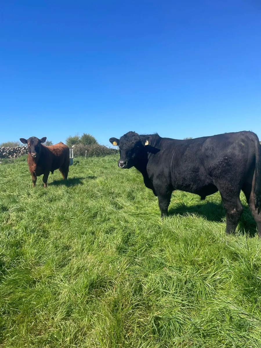 Angus Bulls - Image 1