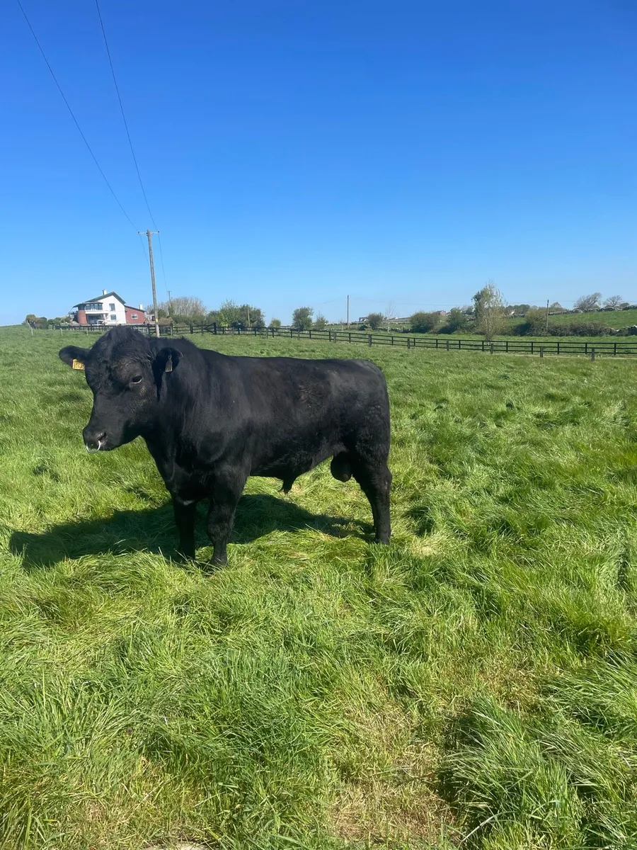 Angus Bulls - Image 3