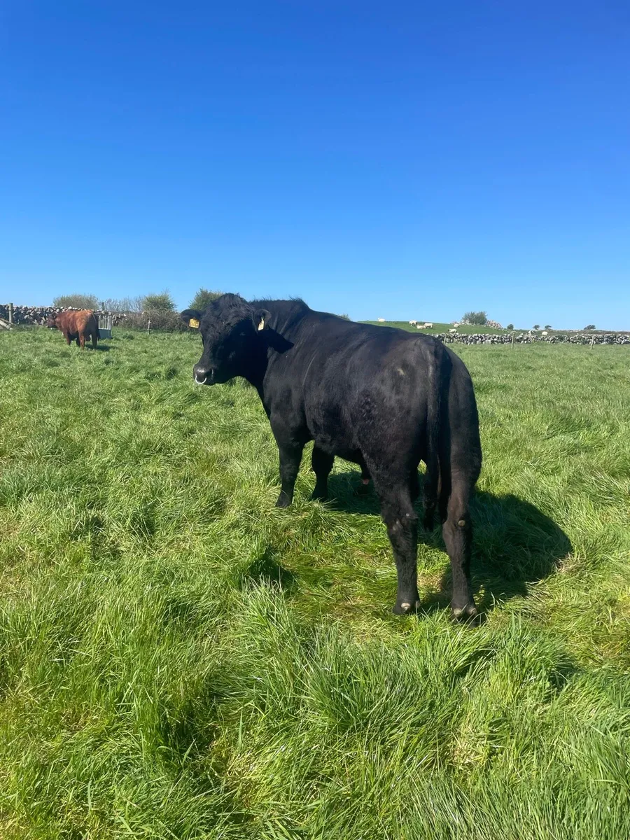 Angus Bulls - Image 4