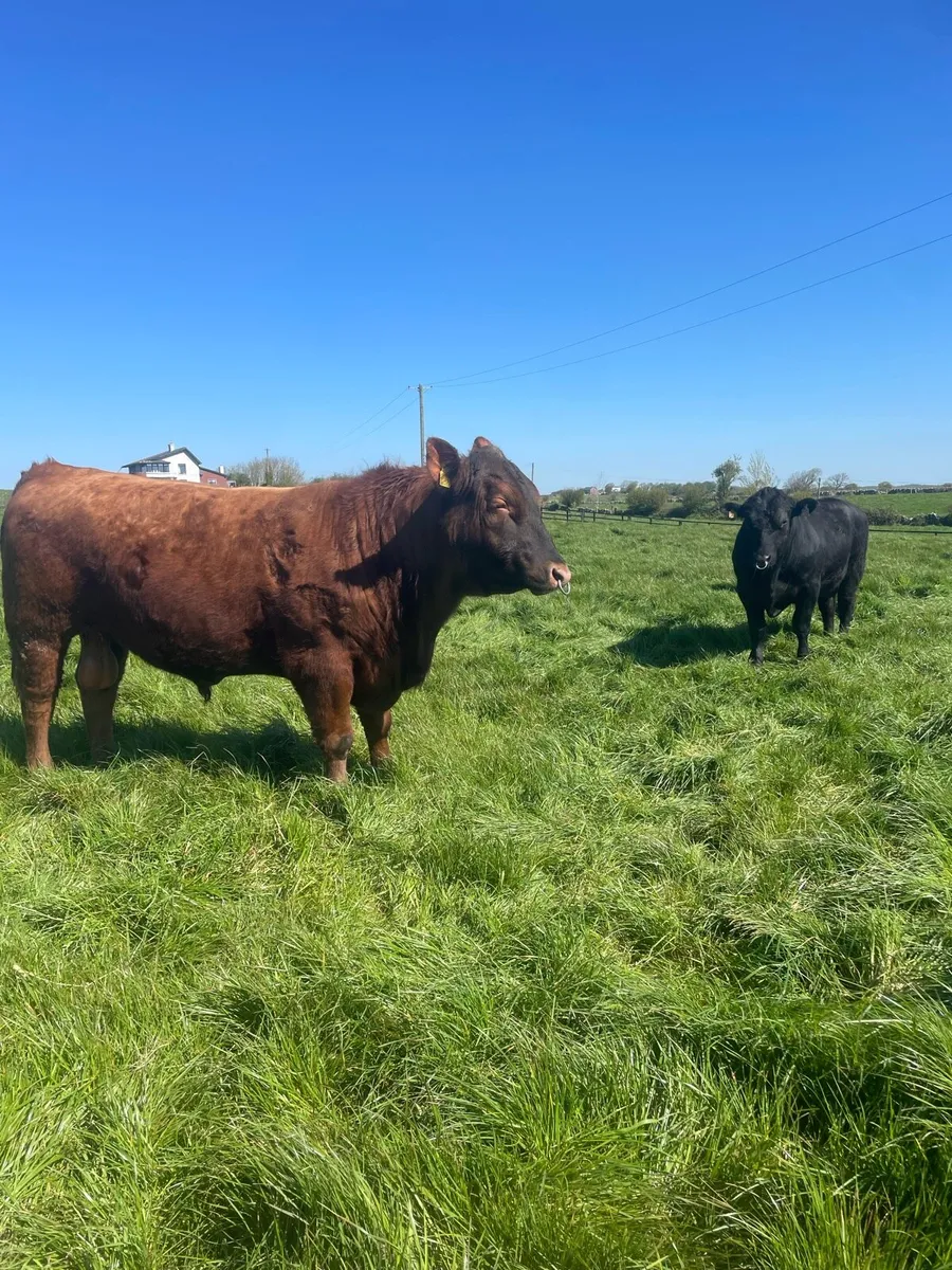 Angus Bulls - Image 2