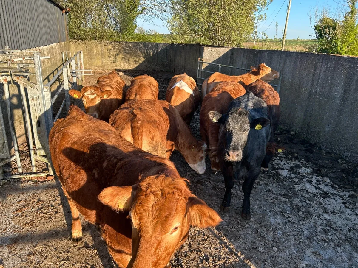 SPRINGING HEIFERS - Image 1