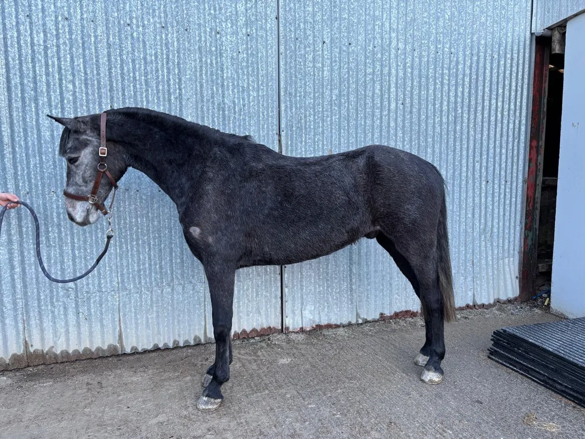 Four year old Connemara Gelding - Image 1