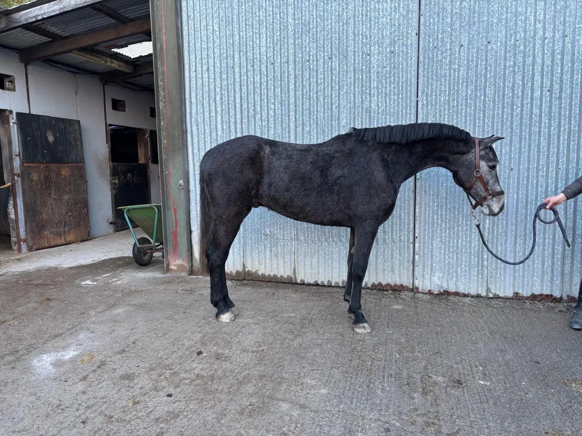 Four year old Connemara Gelding - Image 2