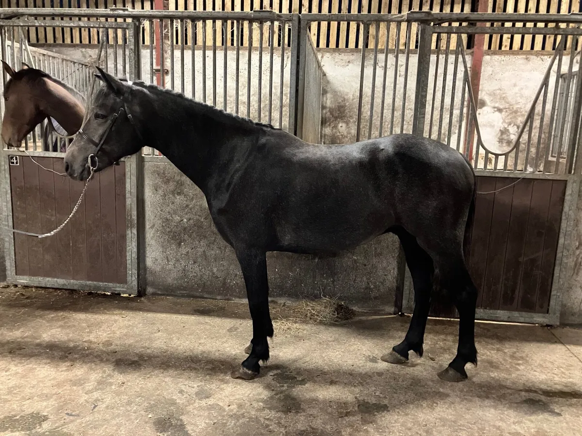 Four year old Connemara Gelding - Image 3