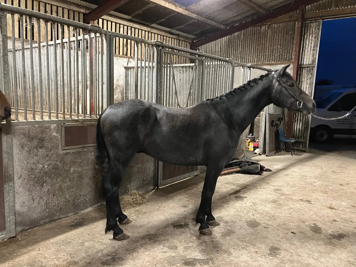 Four year old Connemara Gelding - Image 4