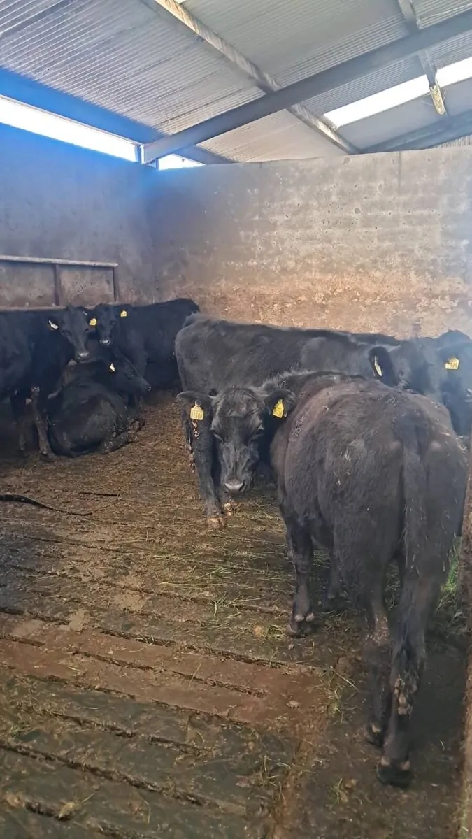 Angus heifers - Image 1