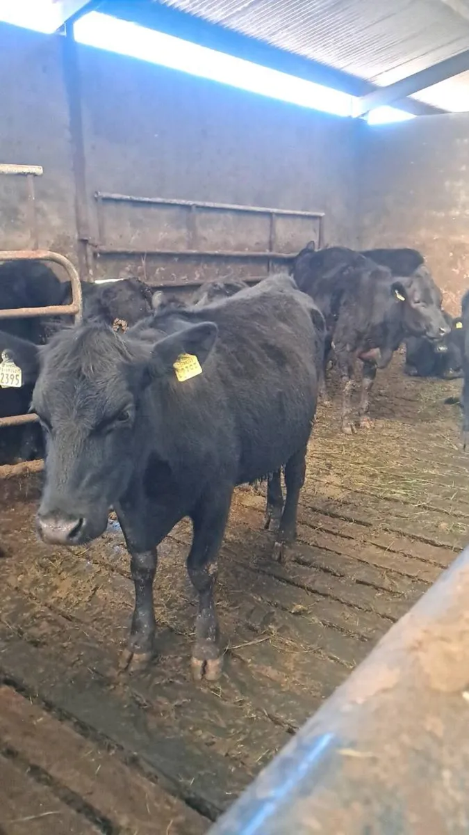 Angus heifers - Image 2