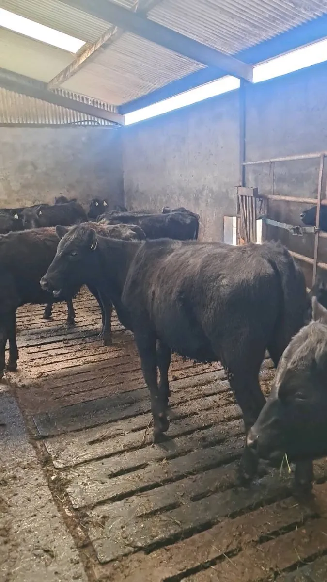 Angus heifers - Image 3