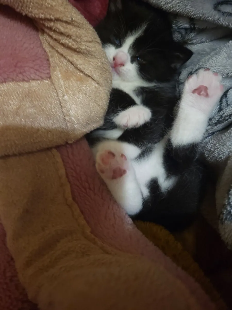 Kitten - Image 2