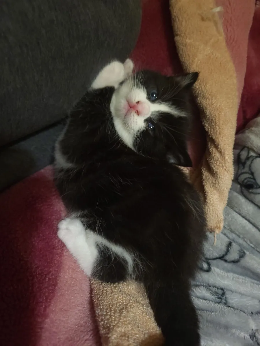 Kitten - Image 1