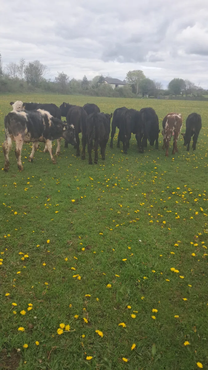 Yearling bullocks - Image 2