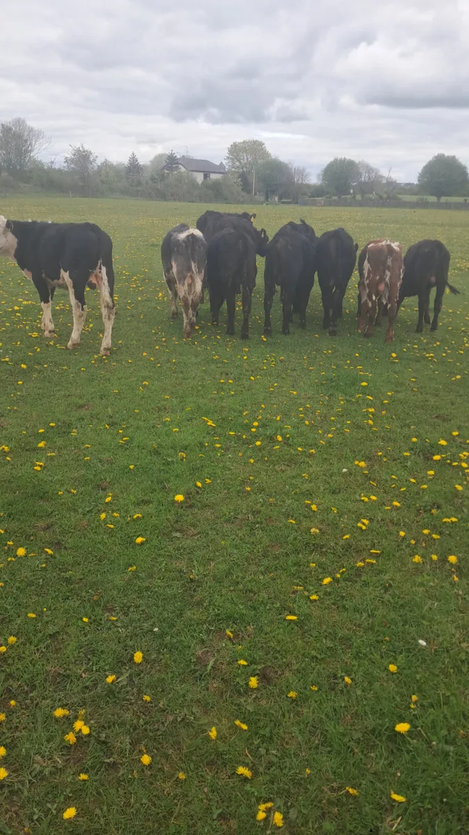 Yearling bullocks - Image 1