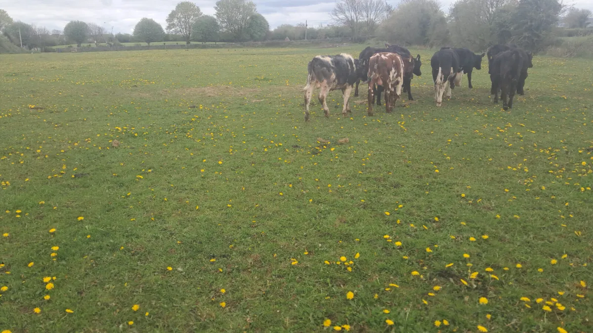 Yearling bullocks - Image 3